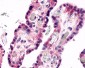 GPR78 Antibody (C-Terminus)